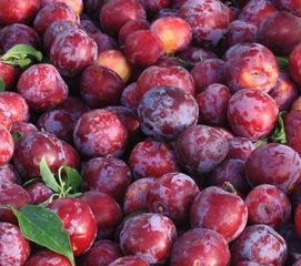 水晶李子资料,晶莹剔透的果中珍品，探寻其独特魅力与营养价值