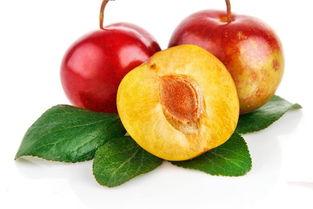 水晶李子资料,晶莹剔透的果中珍品,探寻其独特魅力与营养价值